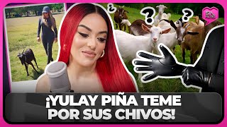 YULAY PIÑA TEME POR SUS CHIVOS LOS MANIÁTICOS NO DEJAN DE MIRARLOS [upl. by Alset33]