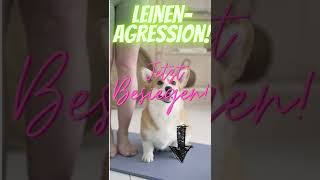 shorts Conny Sporrer  Leinenaggression  hundetrainingme [upl. by Leanne]