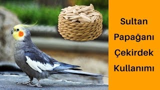 Sultan Papağanı Çekirdek Kullanımı Yeni kuş [upl. by Edmonda84]