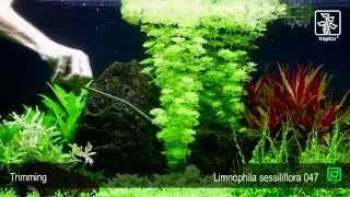 Limnophila sessiliflora [upl. by Filmer14]