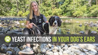 Yeast Infections in Your Dogs Ears Lets explore causes symptoms and remedies together [upl. by Trinatte854]