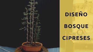 Bonsai  Bosque de cipreses • Cuprresus Seprviren Horizontalis [upl. by Ecnaralc]