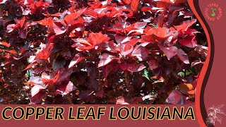 COPPER LEAF LOUISIANA Information and Growing Tips Acalypha wilkesiana [upl. by Yanat]