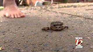 NC Girl Bitten By Copperhead [upl. by Oinigih]