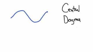 The Central Dogma Transcription and Translation [upl. by Ronoel]