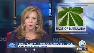 Bags of marijuana found in Port St Lucie [upl. by Avi816]