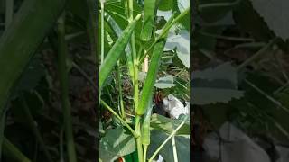 New technique for growing okra plant okra okrafarming farming viral shorts [upl. by Taber]