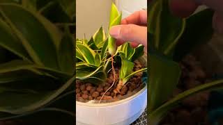 Sansevieria Plant Propagation shorts [upl. by Stouffer]