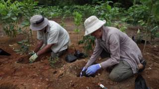 27th Rainforest Property Rescued in the Daintree [upl. by Brownley]