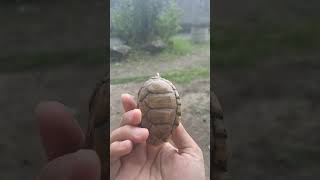 Razorback Musk Turtle Sternotherus Carinatus muskturtle razorback turtle [upl. by Ettennej]