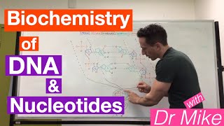 DNA and Nucleotides  Biochemistry [upl. by Klemm]