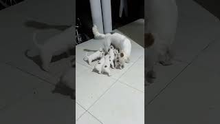 Adorable Bulldog Puppies Playtime  Cutest Moments Caught on Camera dog doglover shorts [upl. by Alexandria31]