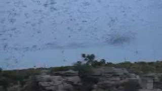 Bat Swarm Emergence at Carlsbad Caverns [upl. by Lemyt]