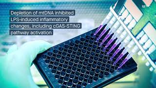 Mitochondrial DNA leakage induces odontoblast inflammation via the cGASSTING pathway [upl. by Eendys]