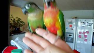 perruche conure Pyrrhura molinae [upl. by Skeie810]