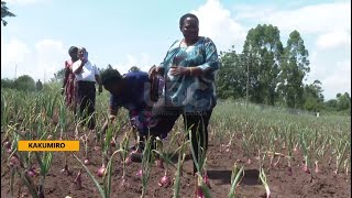 Prime Minister Nabbanja takes up farming  Onion harvest likely to cash in sh300m per harvest [upl. by Michele308]