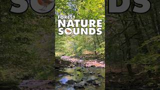 💚Nature Sounds Forest shorts naturesounds forestnaturesoundsrelaxation naturesounds 172 [upl. by Adile]