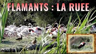 FLAMANTS ROSES  5 cris et vol nourrissage [upl. by Goles]