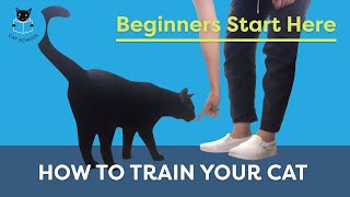 How To Train Your Cat Beginners Start Here [upl. by Arries]