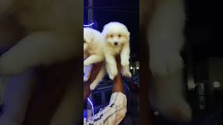 Snow white German Spitz puppy guwahati 7002784689 dogbreed doglover [upl. by Ewan]