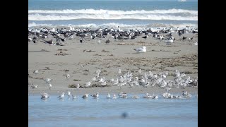 Exploring Galveston Island  360 Degree  5k  VR Experience [upl. by Aleusnoc]