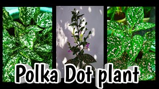 Polka Dot plant care and propagationHypoestes phyllostachya gardening tips amp tricks Malayalam🌿🌿 [upl. by Inalem195]