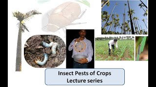 Lecture 3 Pests of Maize 3b2 Fall Armyworm Spodoptera frugiperda [upl. by Tnecnev838]