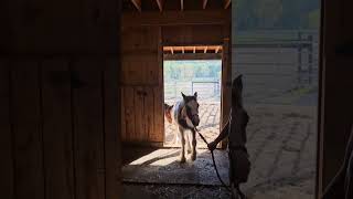 Horsefeathers Farm Millie  Such a sweet girl Looking for new 🏠 gypsyvanner horse fillyforsale [upl. by Conners573]