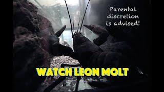 Watch Leon Molt [upl. by Ainesey]