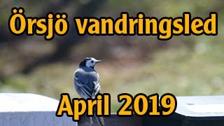 Örsjö Vandringsled april 2019  En vacker vandringsled i Nybro Kommun [upl. by Ahsercal979]