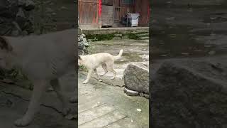 This Dogs Dance Moves Will Make Your Day [upl. by Nilsoj]