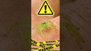 🕷️ JUMPING SPIDER IN AUSTRALIA 🇦🇺 spider australia omg [upl. by Aisayn]