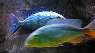 Malawi cichlids tank [upl. by Helmer]