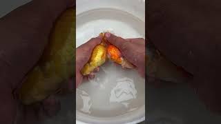 Goldfish Hand Breeding goldfishbreed ranchu [upl. by Allecsirp]