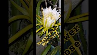 dragon fruit flower time lapse [upl. by Ynaffat655]