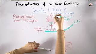 Biomechanics of articular cartilage  Proteoglycans composition and structure [upl. by Emawk]