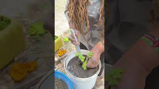 retired village mum transplants celery seedling [upl. by Warila]