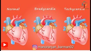 Animation on normal sinus rhythms Bradycardia and techycardia ll pathogenesis [upl. by Llerod289]