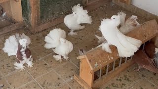 Indian fantail pigeon breeding loft  Fancy pigeon breeds  Pigeon farm [upl. by Ocir]