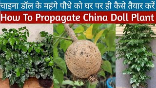 How To Propagate China Doll Plant👍Care Of China Doll Plant🌱Radermachera Sinica👇 [upl. by Ahsienaj]