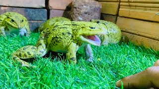 Screaming frogs frogs soundsnoises 🤣 funny frogs funny animals [upl. by Bartholomeo]