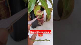 Feeding my Nepenthes a bee 🐝 nepenthesplant pitcherplants carnivorousplants nepenthes [upl. by Ahsakat327]