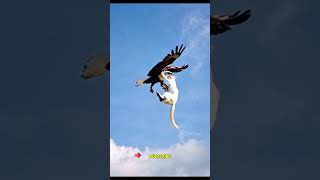 Eagle Cat’s SkyHigh Hijinks Eagle funny best video 💜 🔥 👍 [upl. by Mohammed987]