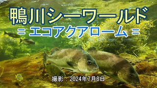 鴨川シーワールド  エコアクアローム  4K Kamogawa Sea World  Eco Aquaroam [upl. by Cecilia683]