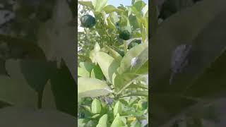 Santra plantlucky fruittending shortvideo youtube [upl. by Tasha]