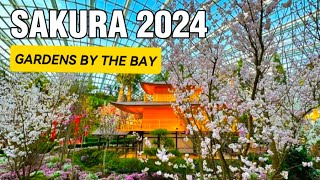 SAKURA 2024  GARDENS BY THE BAY [upl. by Bowles]