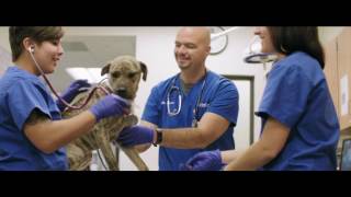 University of Florida College of Veterinary Medicine [upl. by Eseer]