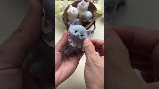 So cute the chartreux cat squishy satisfying cute stressrelief [upl. by Krys923]