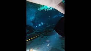 Exploring the Stunning Dos Ojos Cenote  Scuba Diving Adventure in Mexico scubadiving cenotes [upl. by Anderson48]