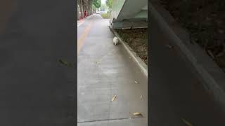 Have you ever seen a dog walking pigeontoed pets pomernian dog animals cute funny [upl. by Xirtaeb]